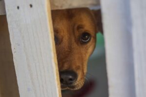 Chile suma más de 2 millones de mascotas inscritas en registro nacional