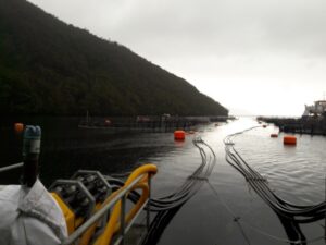Controladores de Australis aclaran reestructuración