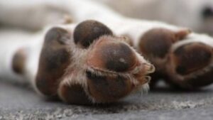 Colegio Médico Veterinario de Magallanes presenta denuncia ante la Fiscalía por perros envenenados en Porvenir