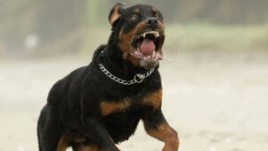 Municipio presenta querella contra dueño de Rottweilers que asesinaron al perro de una familia