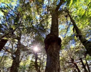 Inia Kampenaike promueve riquezas de los bosques australes