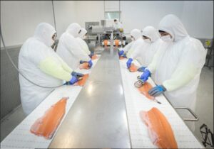 Consejo del Salmón destacó aumento de exportaciones en el primer semestre