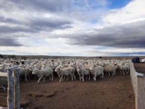 El cordero orgánico ofrece una oportunidad comercial para la ganadería de Magallanes