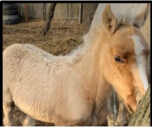 Municipio se querella por robo de caballos resguardados en Parque María Behety