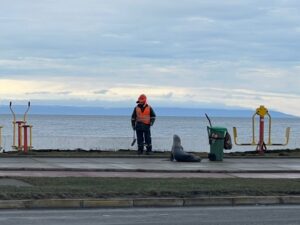 Lobo marino fue avistado paseando por Costanera