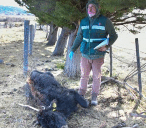 Ganadera pierde 16 bovinos y otra decena heridos por ataques de perros