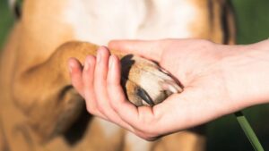 Inician debate judicial por supuesto maltrato animal que obligó aplicar eutanasia a un perro