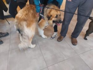 Municipio y Subdere realizan esterilización canina en Punta Arenas