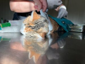 En Punta Arenas realizan cerca de 700 operativos de esterilización canina y felina