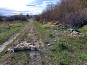 Encuentran restos de ovinos dejados a la intemperie en Villa Altos del Bosque