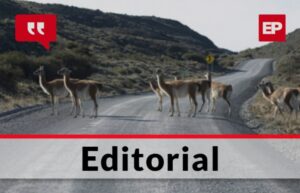 Ya se comienza a ver la sobrepoblación de guanacos