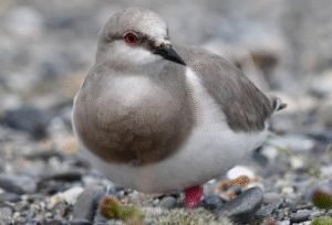 Organizaciones ambientalistas advierten por impacto de futuro proyecto de hidrógeno verde cercano a Humedal Bahía Lomas