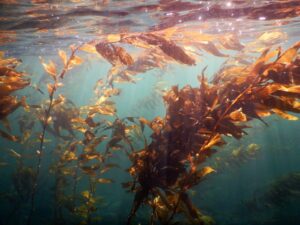 La protección de los bosques submarinos une a Chile y Argentina