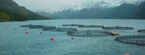 Salmón: presentarán demanda colectiva en Canadá