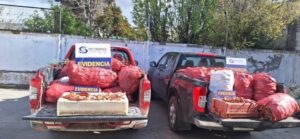 Incautan más de 800 kilos de centolla de origen ilegal, en descomposición y destinado al comercio informal