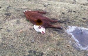 Entregan alarmantes cifras de ataques de perros a ganado