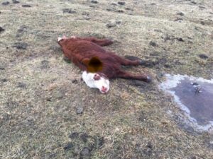 El peligro ganadero que comienza a afectar a Punta Arenas