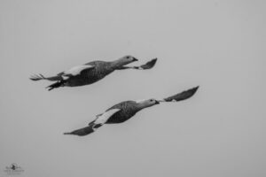 La importancia de las aves en Magallanes