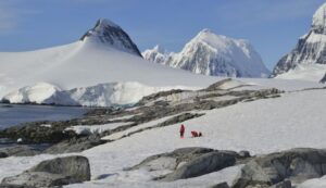 Proponen modelo que describe el ensamble de las comunidades de las algas de nieve de la Antártica
