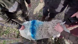 Denuncian el robo de 700 ovinos: Carabineros recuperó solo 73 animales
