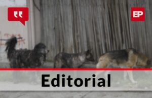 Jaurías de perros y la tenencia irresponsable