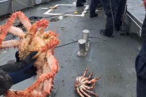 Decomisan cerca de 2 kilómetros de redes centolleras caladas cerca de Isla Navarino