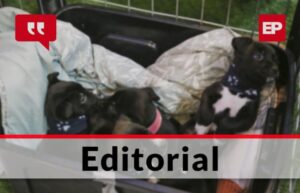 Magallánicos en deuda con la tenencia responsable de mascota