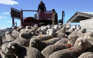 SAG entrega recomendaciones previo a fiesta de fin de año