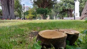 Reponen árboles de la Plaza Muñoz Gamero