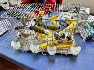 Aduana de Punta Arenas incauta contrabando de 24 aves de diferentes especies