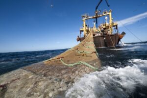 En 51,6% disminuyó cosecha de salmones realizadas en centros de engorda