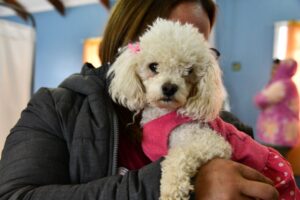 Más de 100 mascotas serán esterilizadas el fin de semana