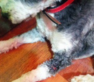 Perrita sufrió feroz ataque: debió ser intervenida