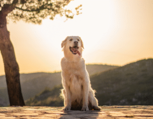 Tenencia responsable: ¿Cómo alimentar a los perros en verano?