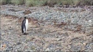 Sernapesca rescata a pingüino que estaba desorientado y lo libera en zona segura