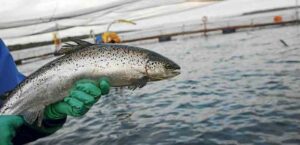 SMA realizó primera  notificación del año a 37 centros de salmones