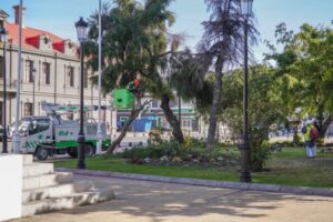 Tres árboles fueron talados en la Plaza de Armas Benjamín Muñoz Gamero