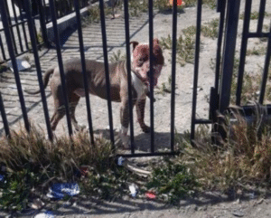 Pitbulls atemorizaron a vecinos: ingresaron a propiedad para matar y comer a mascota