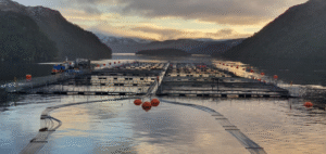 Futuro de salmonera Nova Austral  entró en su cuenta regresiva