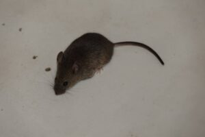 Denuncian presencia de roedor en dependencias del SAMU