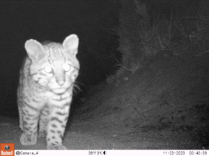 Videos captan el recorrido del Gato de Geoffroy por senderos del Paine