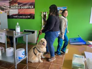 “Amigos Fieles” inició operativo de inmunización de perros y gatos
