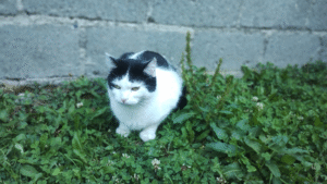 Tips para el buen cuidado de los felinos domésticos