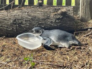 Familia encuentra a polluelo pingüino afuera de su casa
