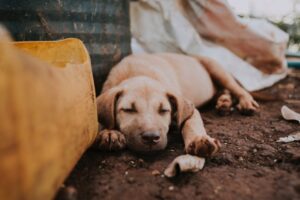 Realizarán querellas por maltrato animal y recursos de protección contra instituciones públicas