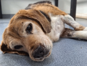 Perrita beagle muere después de recibir feroz ataque de un pitbull