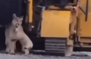 Puma rescató a su cachorro en medio de faenas en el Paine