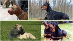 Importante cifra de perros “potencialmente peligrosos” hay en Punta Arenas