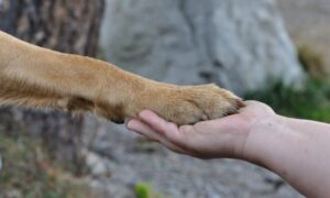 Presentan querella por maltrato animal