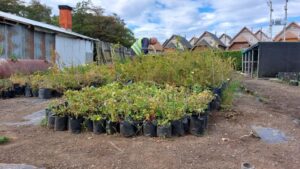 Municipio apunta a producir 10 mil plantas al año en su vivero del Parque María Behety